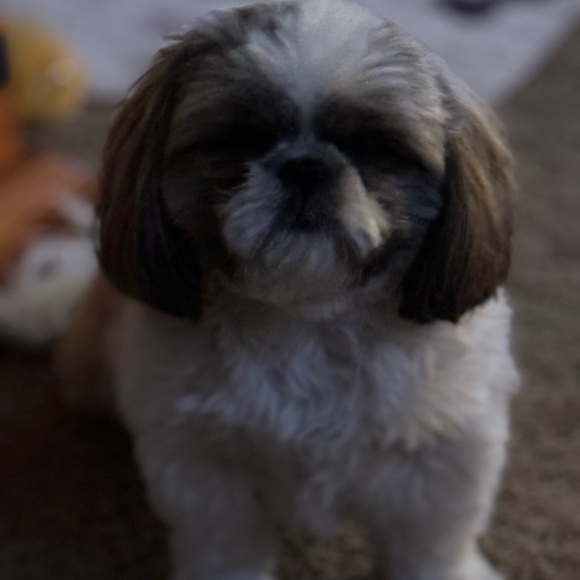 Meet your Posher, Scarlet - Picture 3 of 4